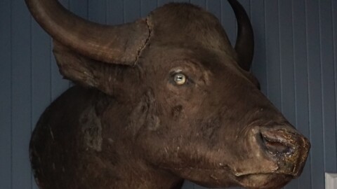 Bully!  In Search of the lost origins of the Mysterious Water Buffalo Head